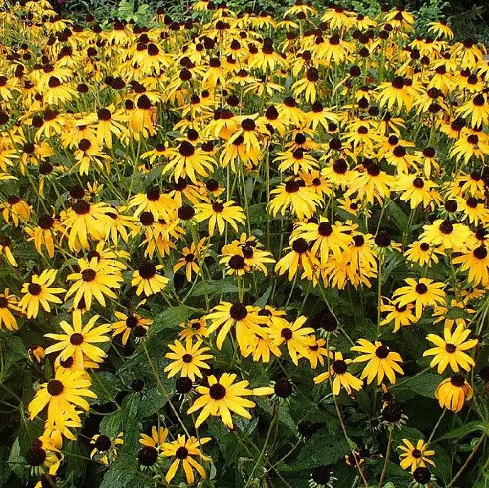 Black-Eyed Susan Perennial