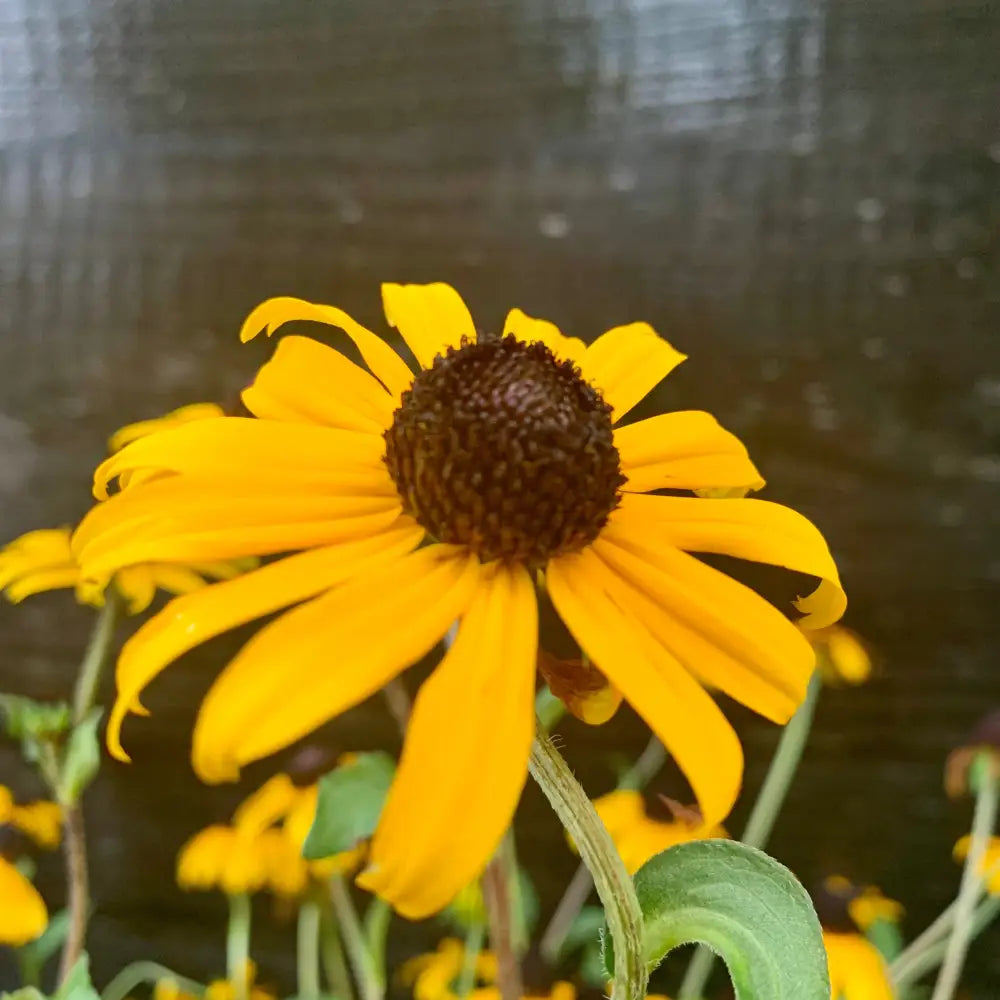 Black-Eyed Susan Perennial