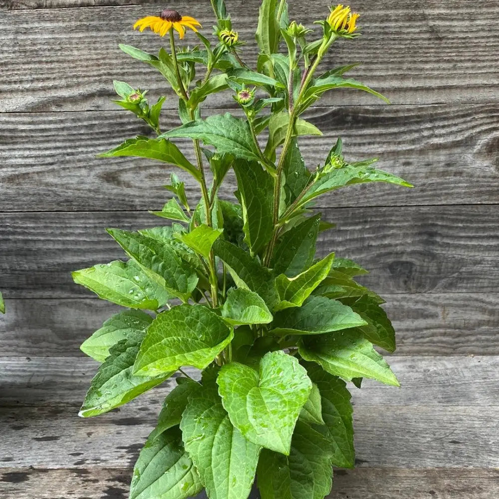 Black-Eyed Susan Perennial