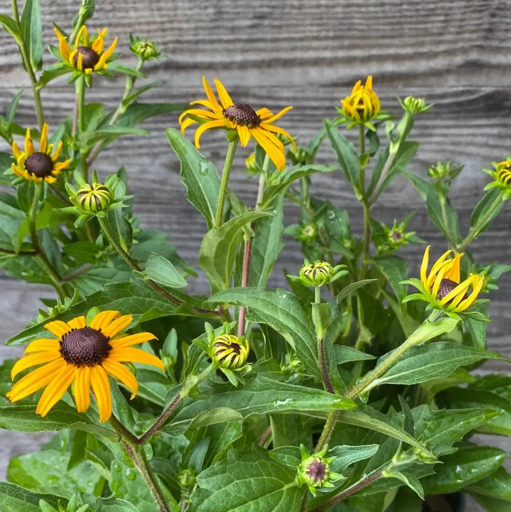 Black-Eyed Susan Perennial