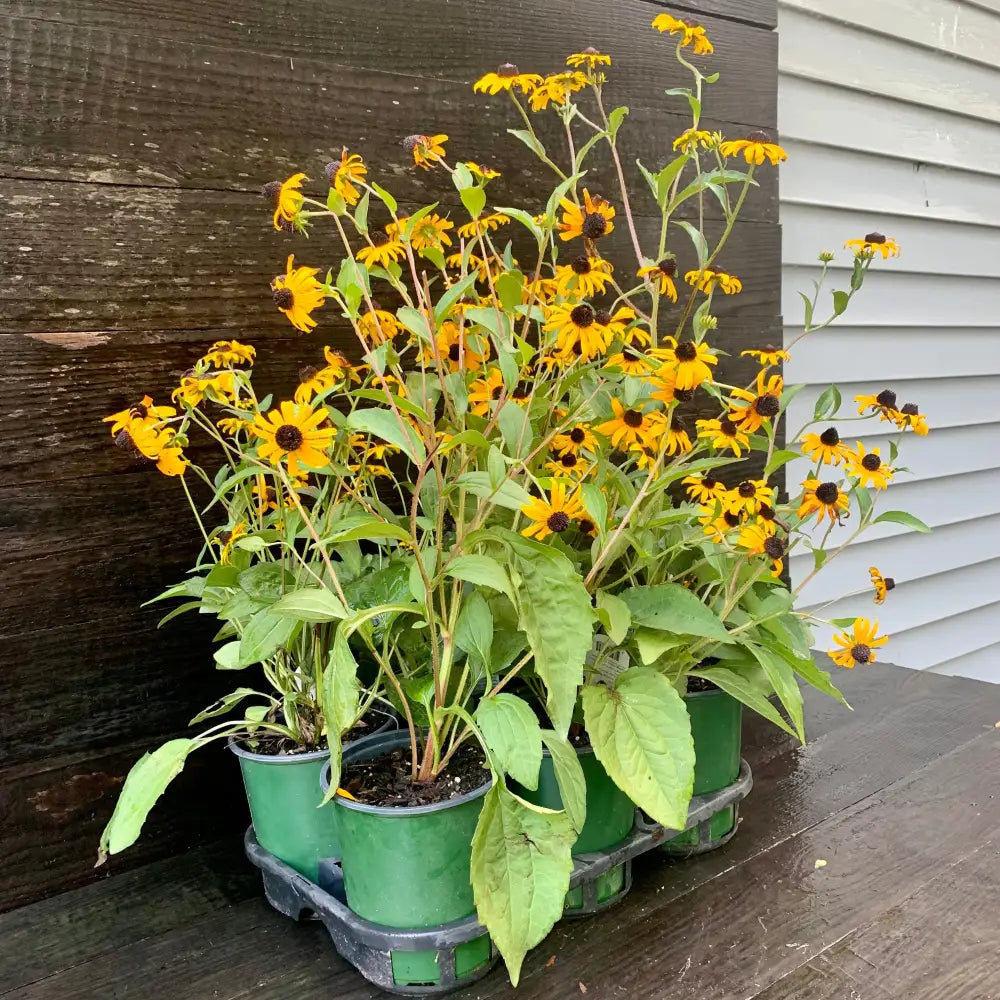 Black-Eyed Susan Perennial