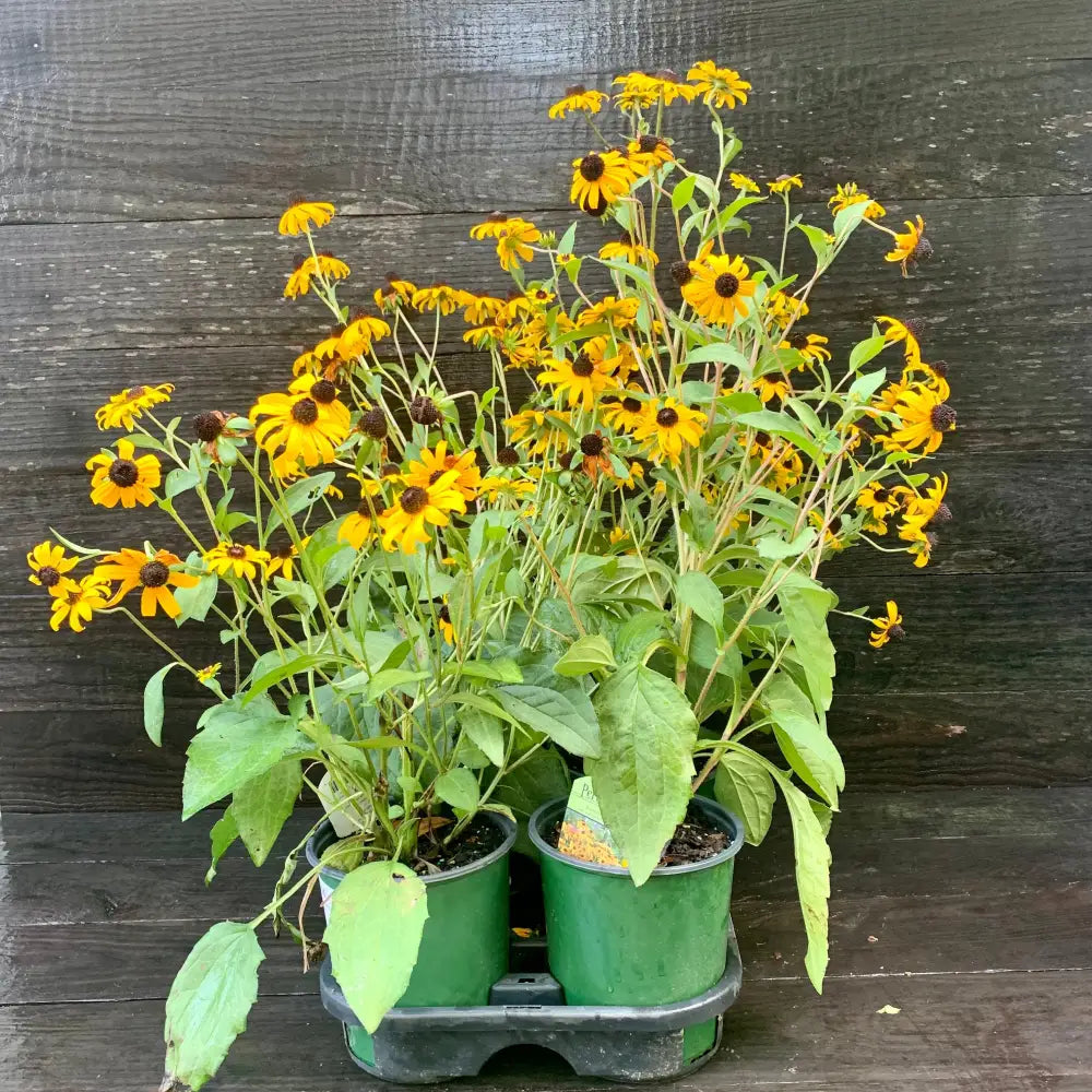 Black-Eyed Susan Perennial