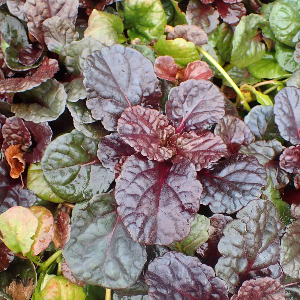 Black Scallop Bugleweed 1 GALLON Perennial