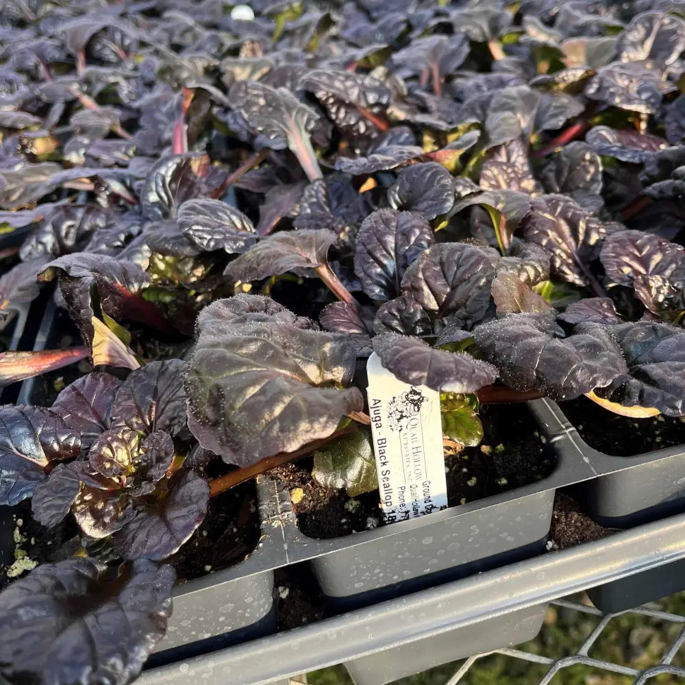 Black Scallop Bugleweed 1 GALLON Perennial