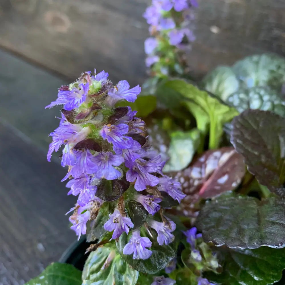 Black Scallop Bugleweed 1 GALLON Perennial