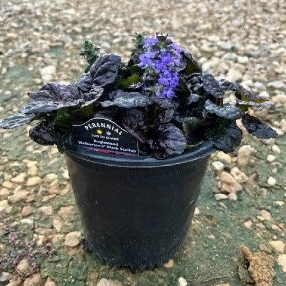 Black Scallop Bugleweed 1 GALLON Perennial