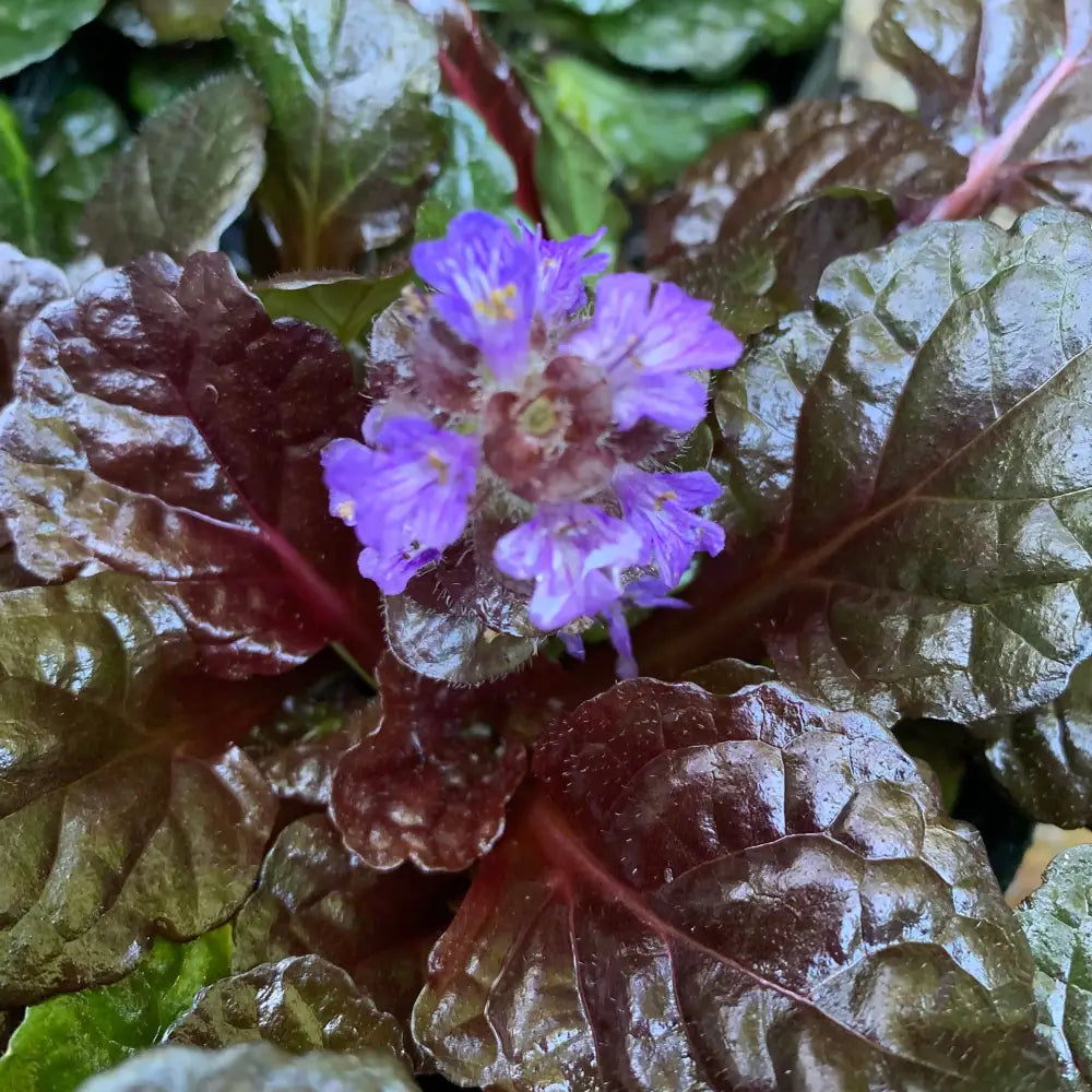 Black Scallop Bugleweed 1 GALLON Perennial