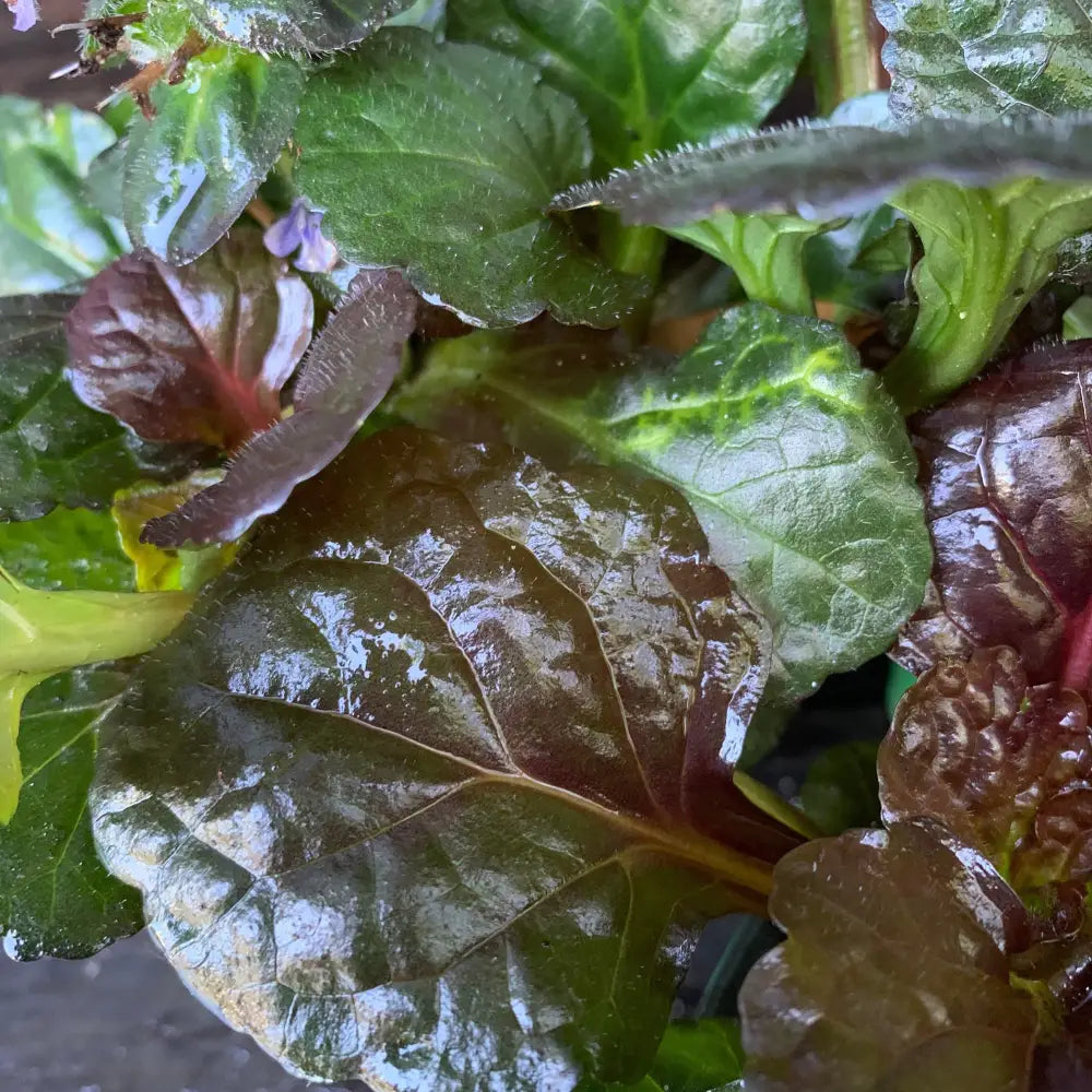 Black Scallop Bugleweed 1 GALLON Perennial
