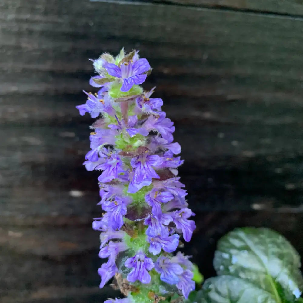 Black Scallop Bugleweed 1 GALLON Perennial