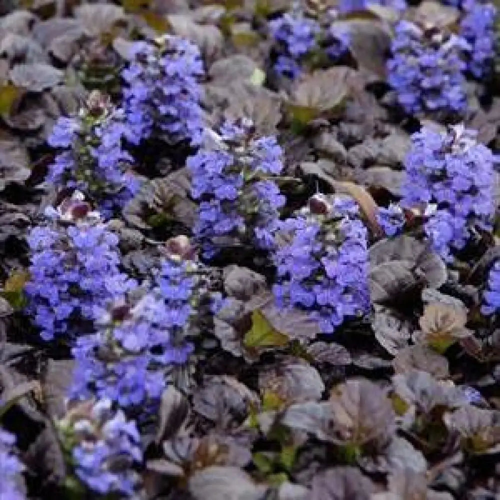 Black Scallop Bugleweed 1 GALLON Perennial