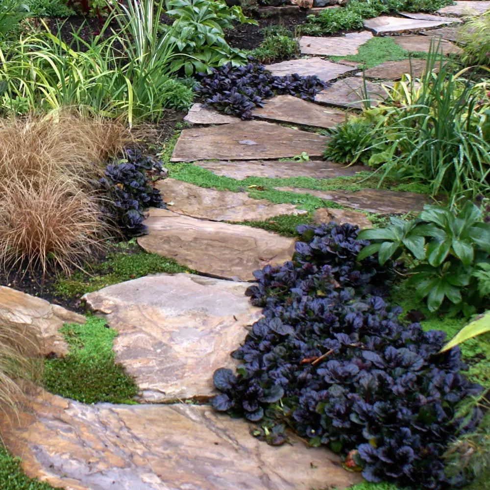 Black Scallop Bugleweed 1 GALLON Perennial