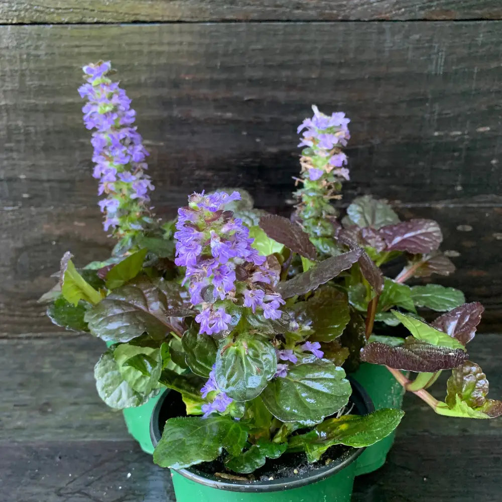 Black Scallop Bugleweed 1 GALLON Perennial