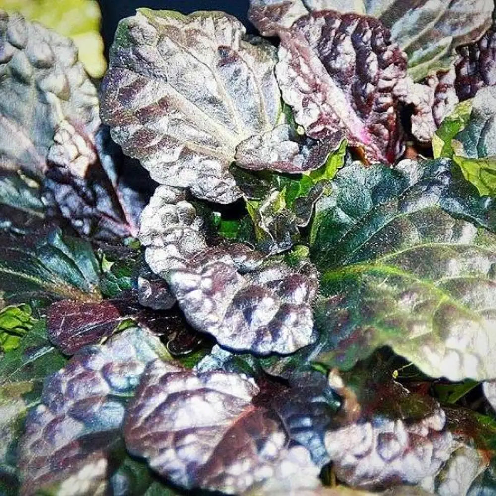 Black Scallop Bugleweed 1 GALLON Perennial