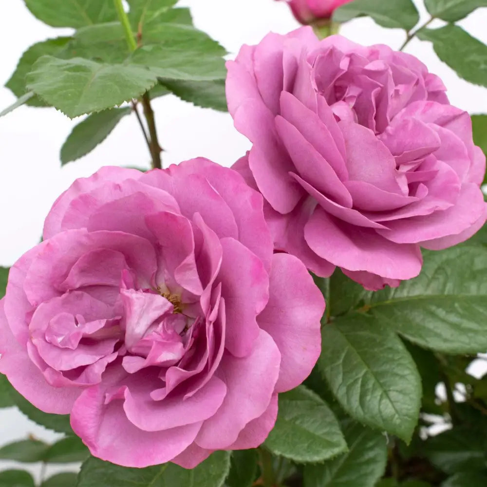 Bloomables® Sunbelt® Plum Perfect™ Rose 2 GALLON Shrub