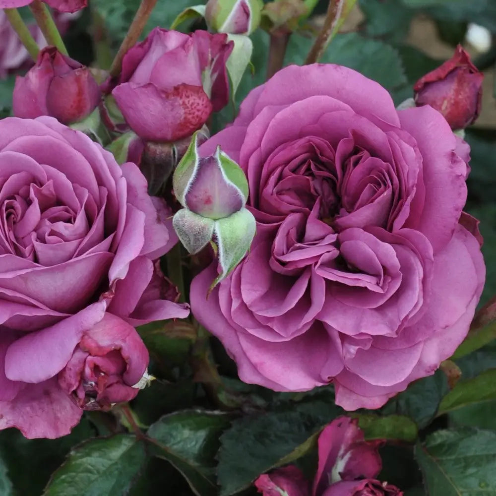 Bloomables® Sunbelt® Plum Perfect™ Rose 2 GALLON Shrub
