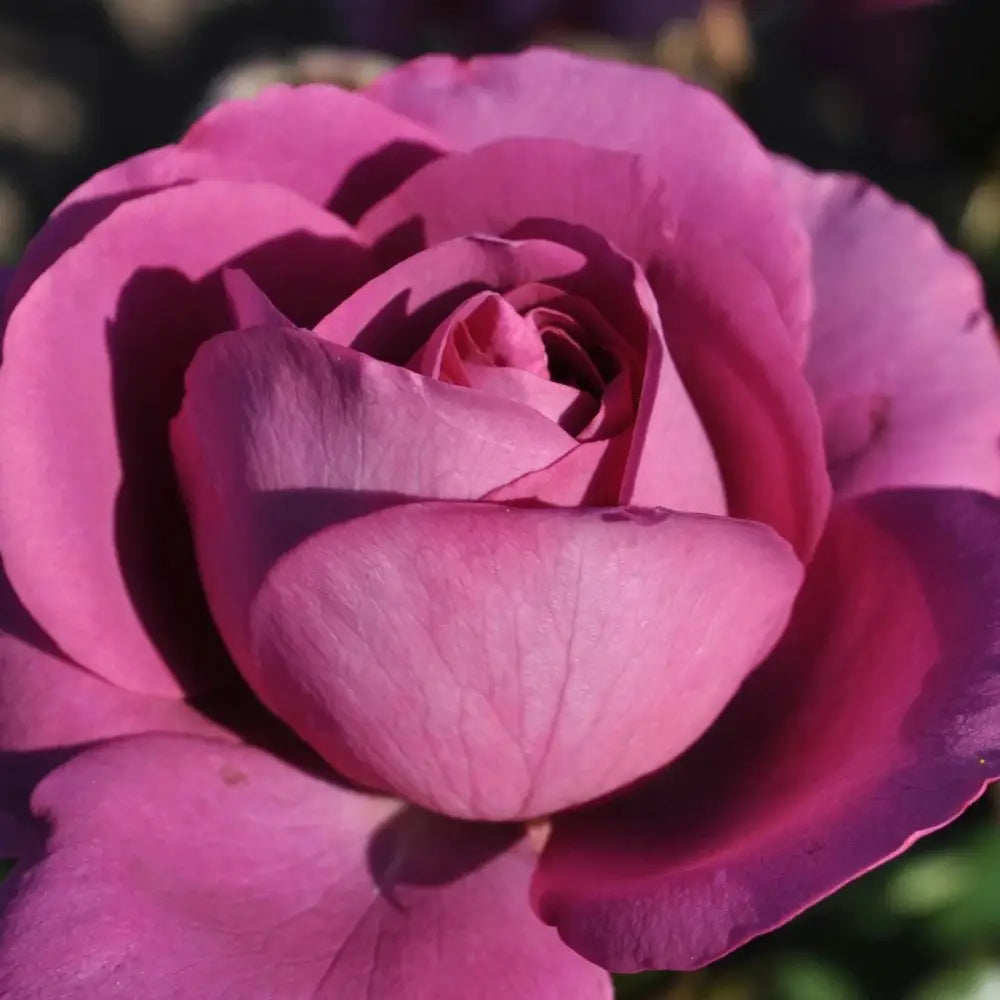 Bloomables® Sunbelt® Plum Perfect™ Rose 2 GALLON Shrub
