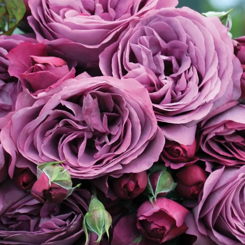 Bloomables® Sunbelt® Plum Perfect™ Rose 2 GALLON Shrub