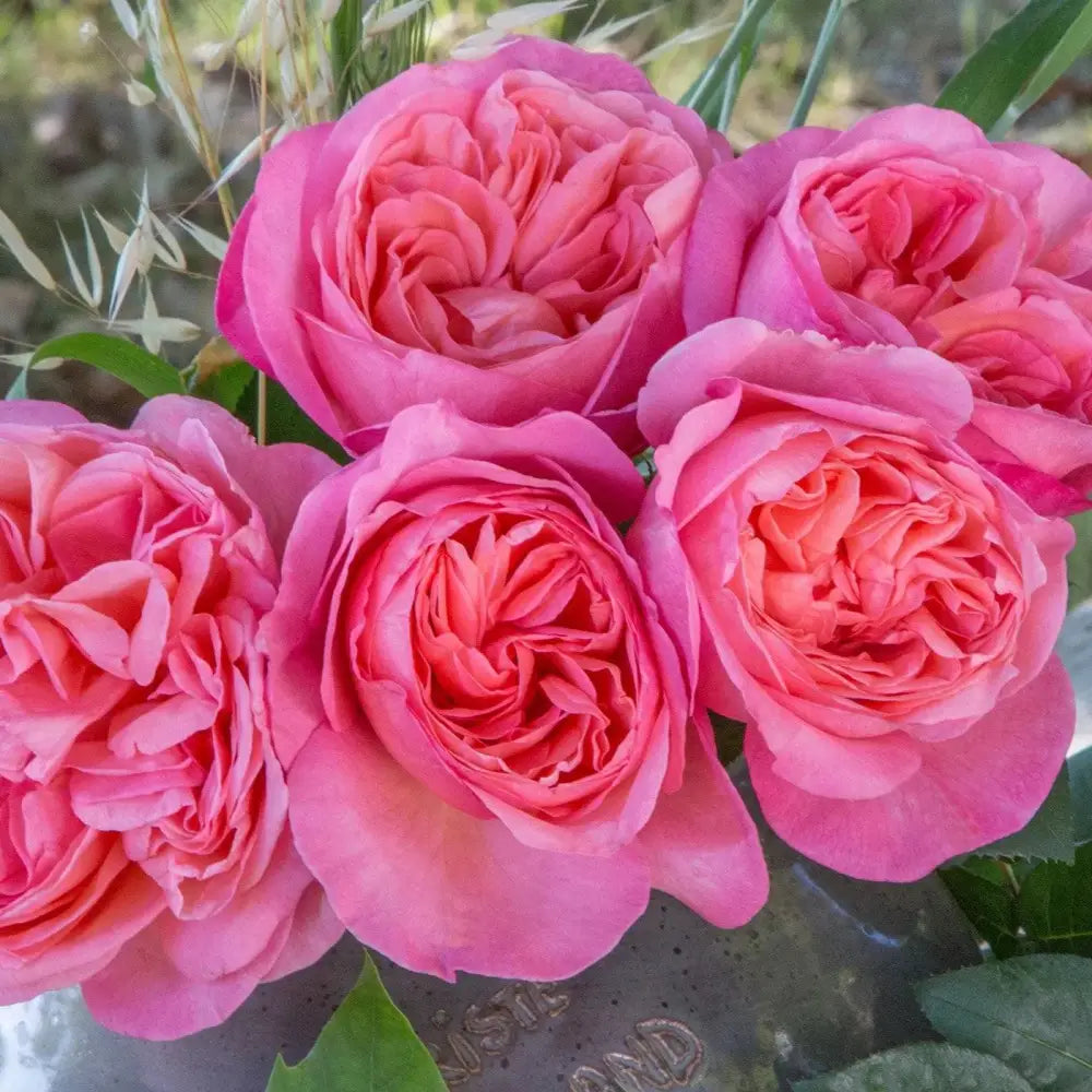 Bloomables® Sweet Mademoiselle™ Rose 2 GALLON Shrub