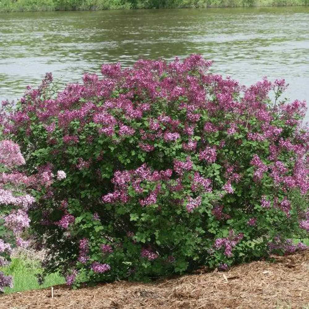 Bloomerang® Dark Purple Lilac Shrub