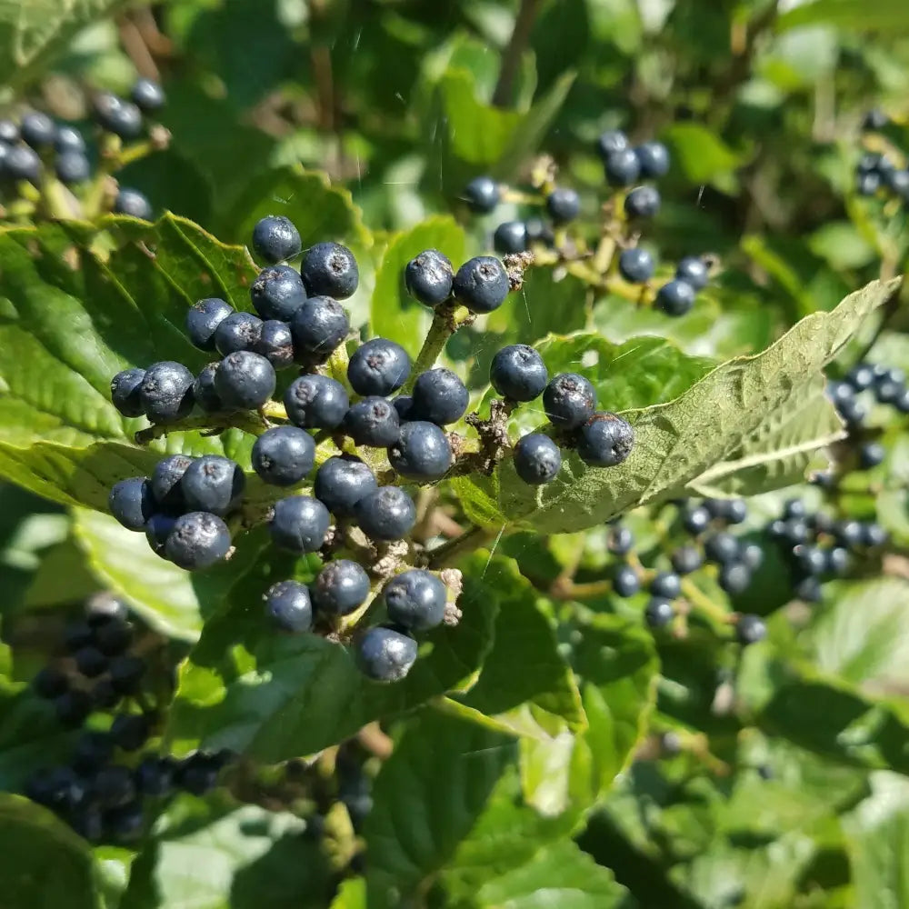 Blue Blaze™ Viburnum 3 GALLON Shrub