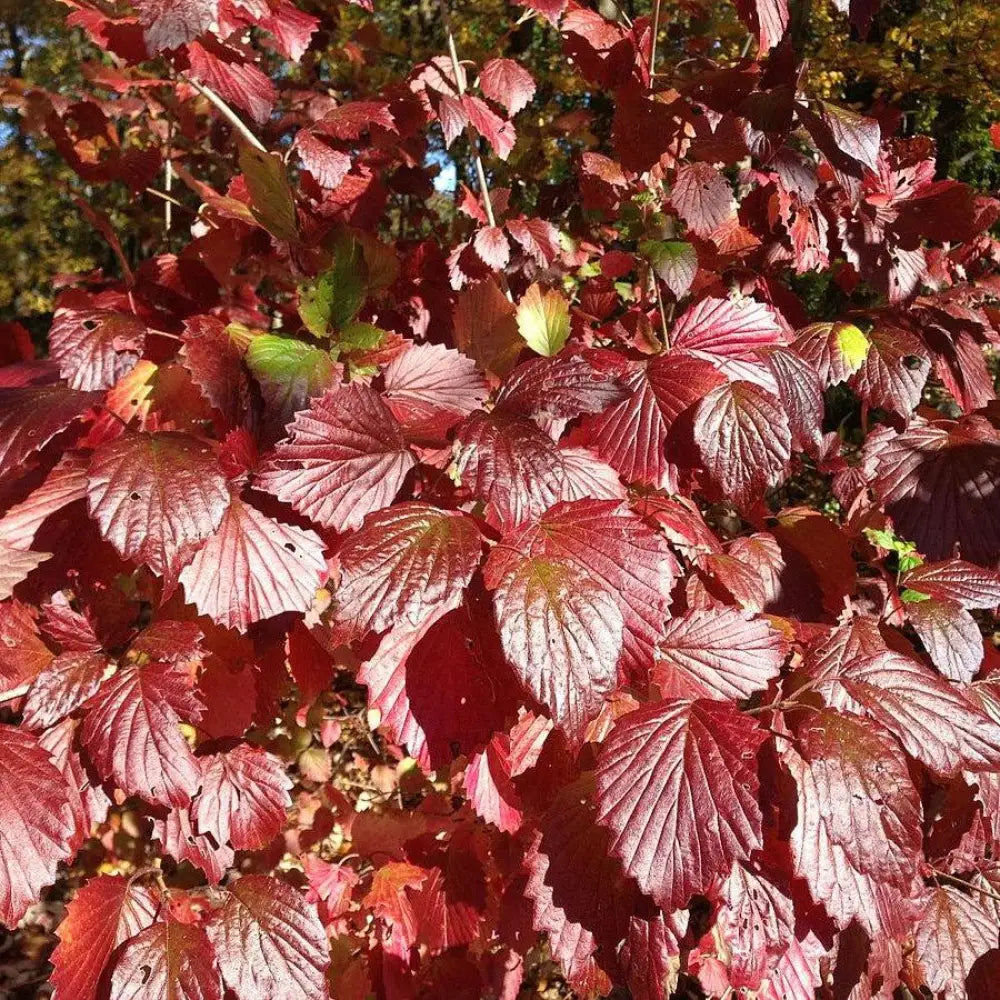 Blue Blaze™ Viburnum 3 GALLON Shrub