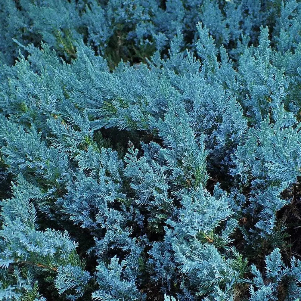 Blue Chip Juniper Shrub