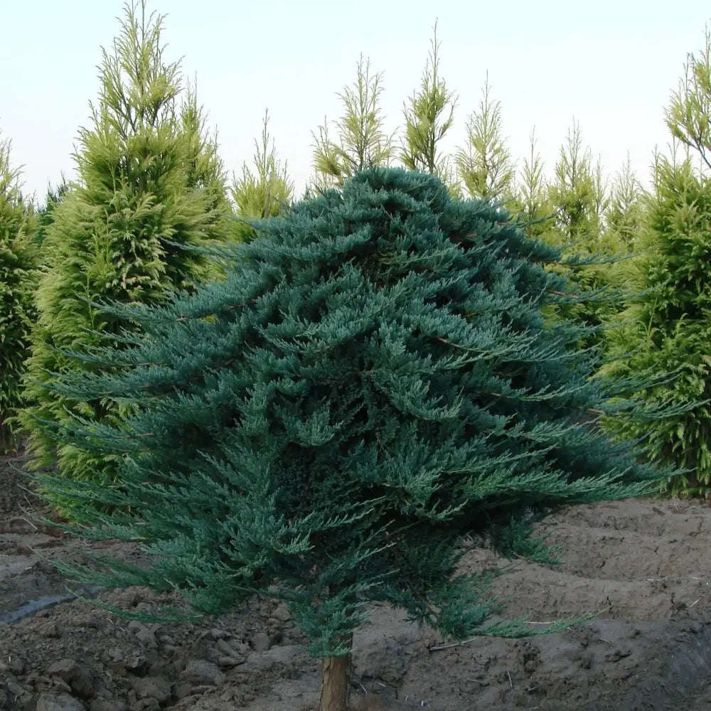 Blue Chip Juniper Shrub