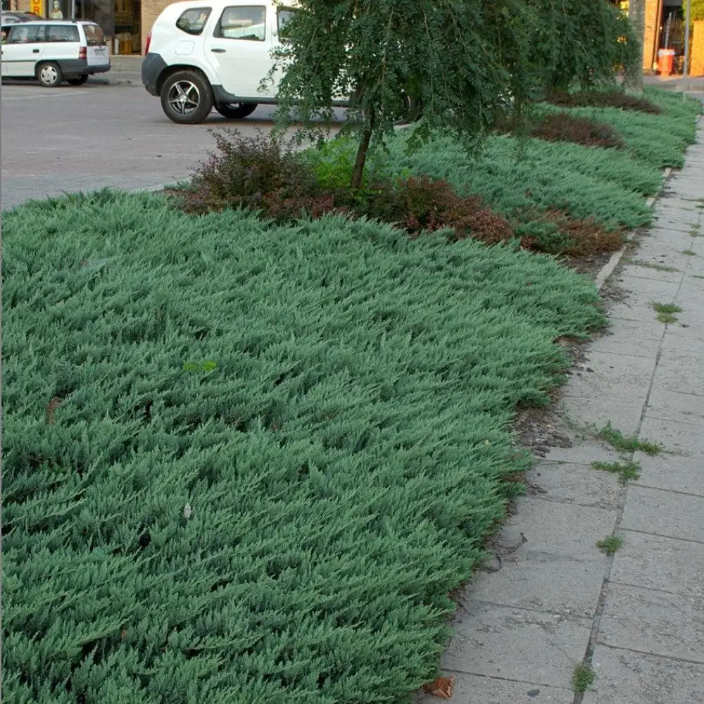 Blue Chip Juniper Shrub