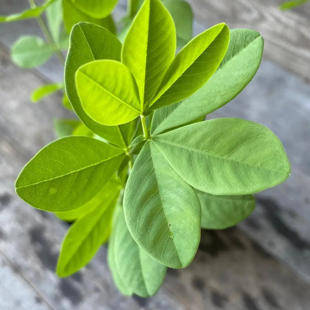 Blue False Indigo Perennial