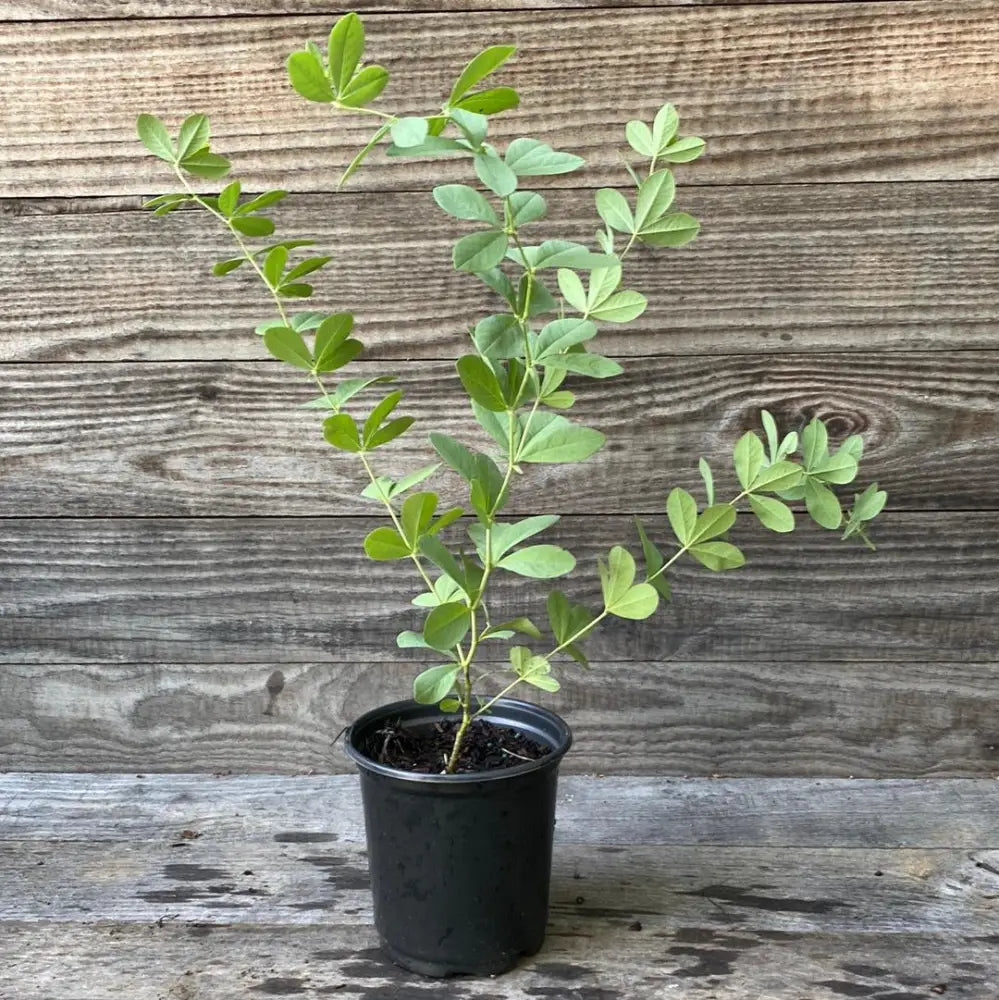 Blue False Indigo Perennial