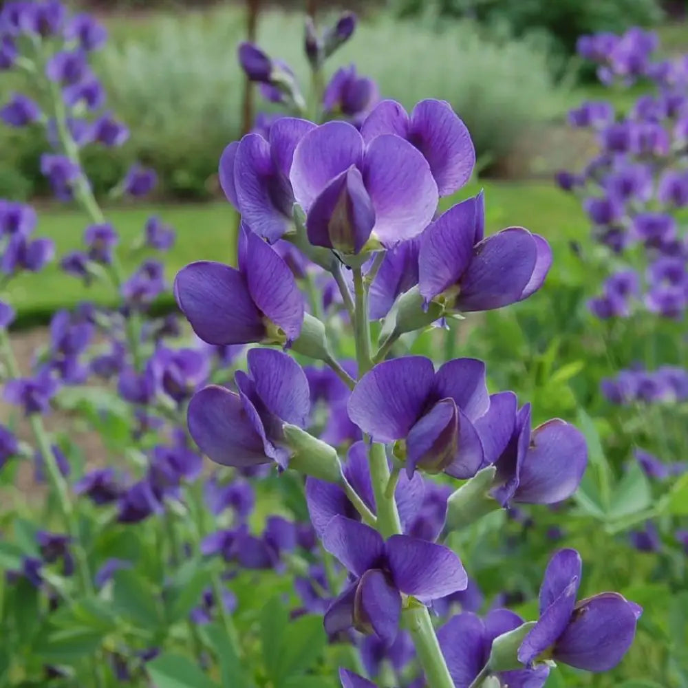 Blue False Indigo Perennial