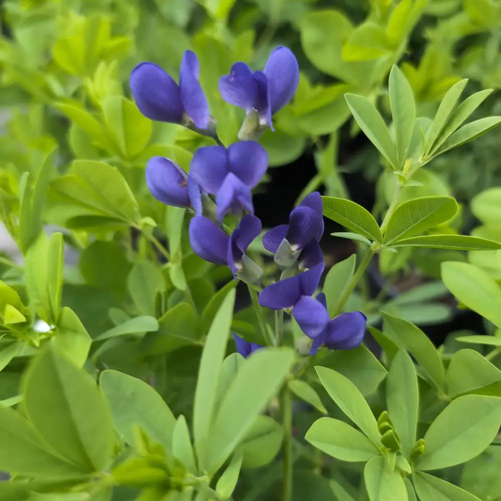 Blue False Indigo Perennial