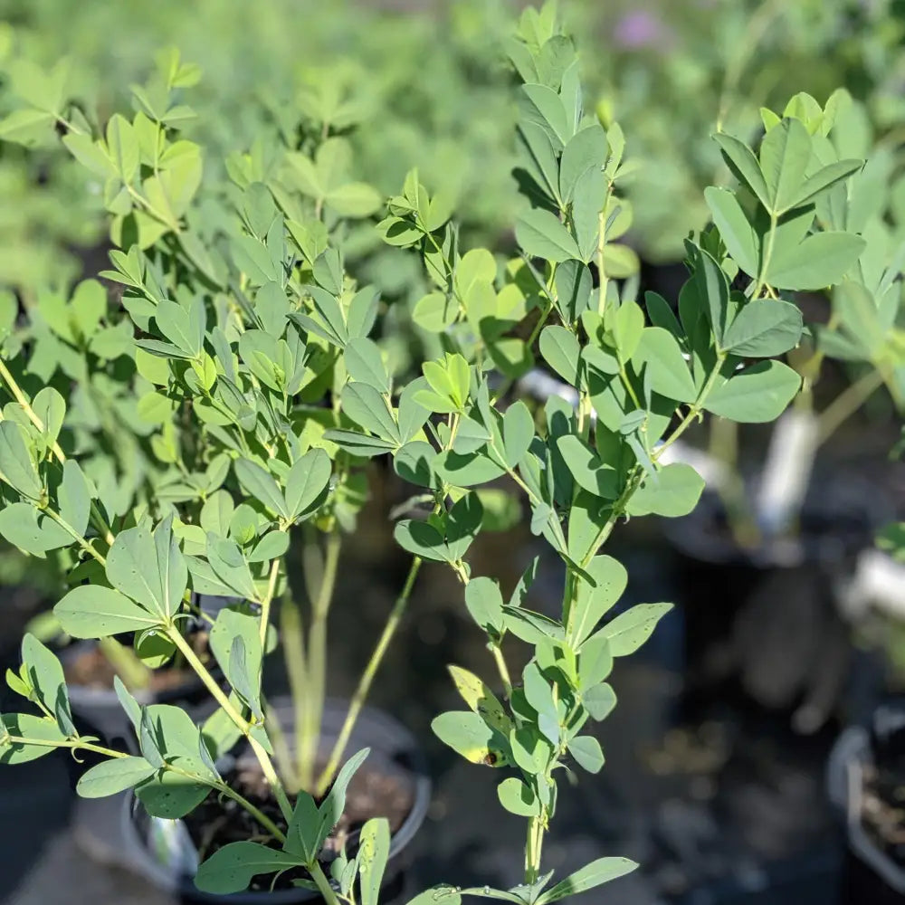 Blue False Indigo Perennial