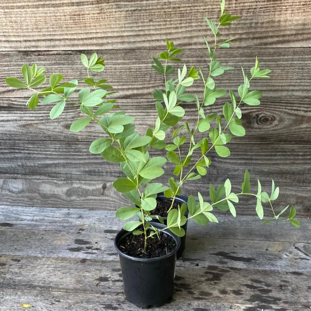 Blue False Indigo Perennial