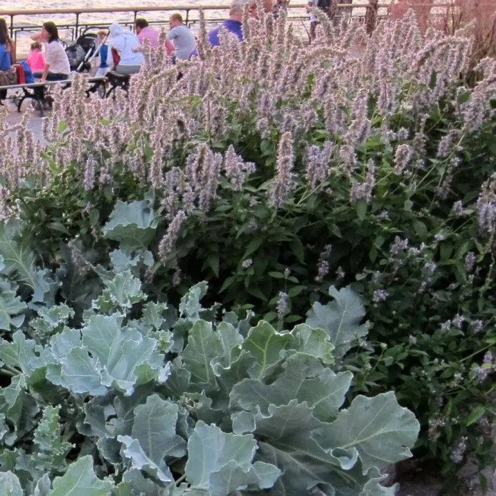 Blue Fortune Giant Hyssop Perennial