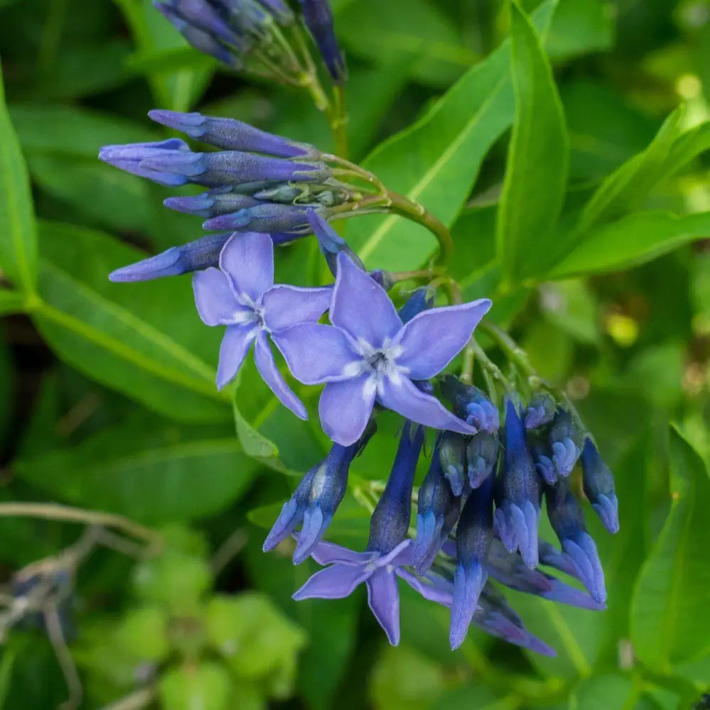 Blue Ice Blue Star 1 GALLON Perennial