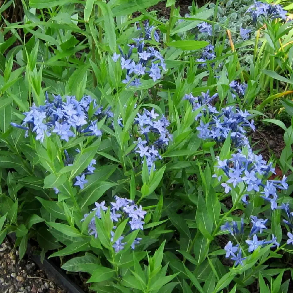Blue Ice Blue Star 1 GALLON Perennial