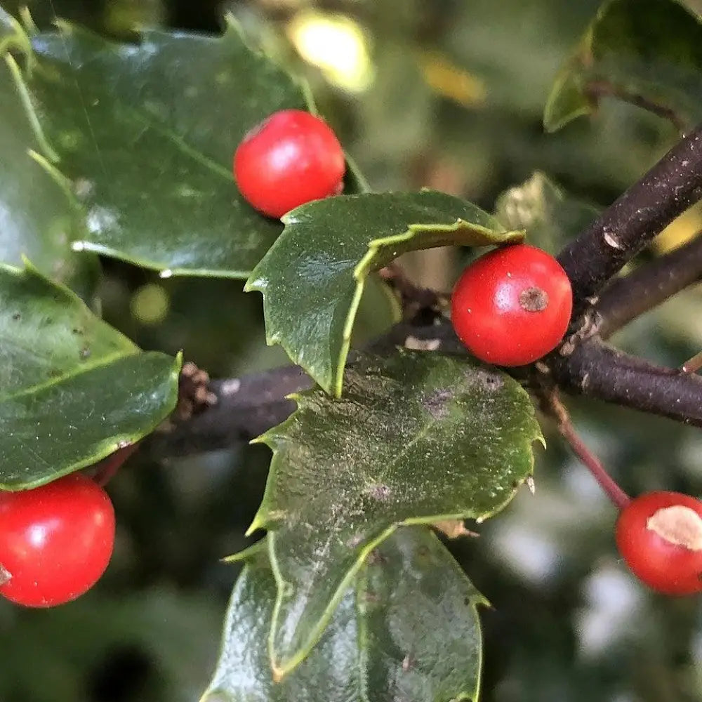 Blue Maid Holly Shrub