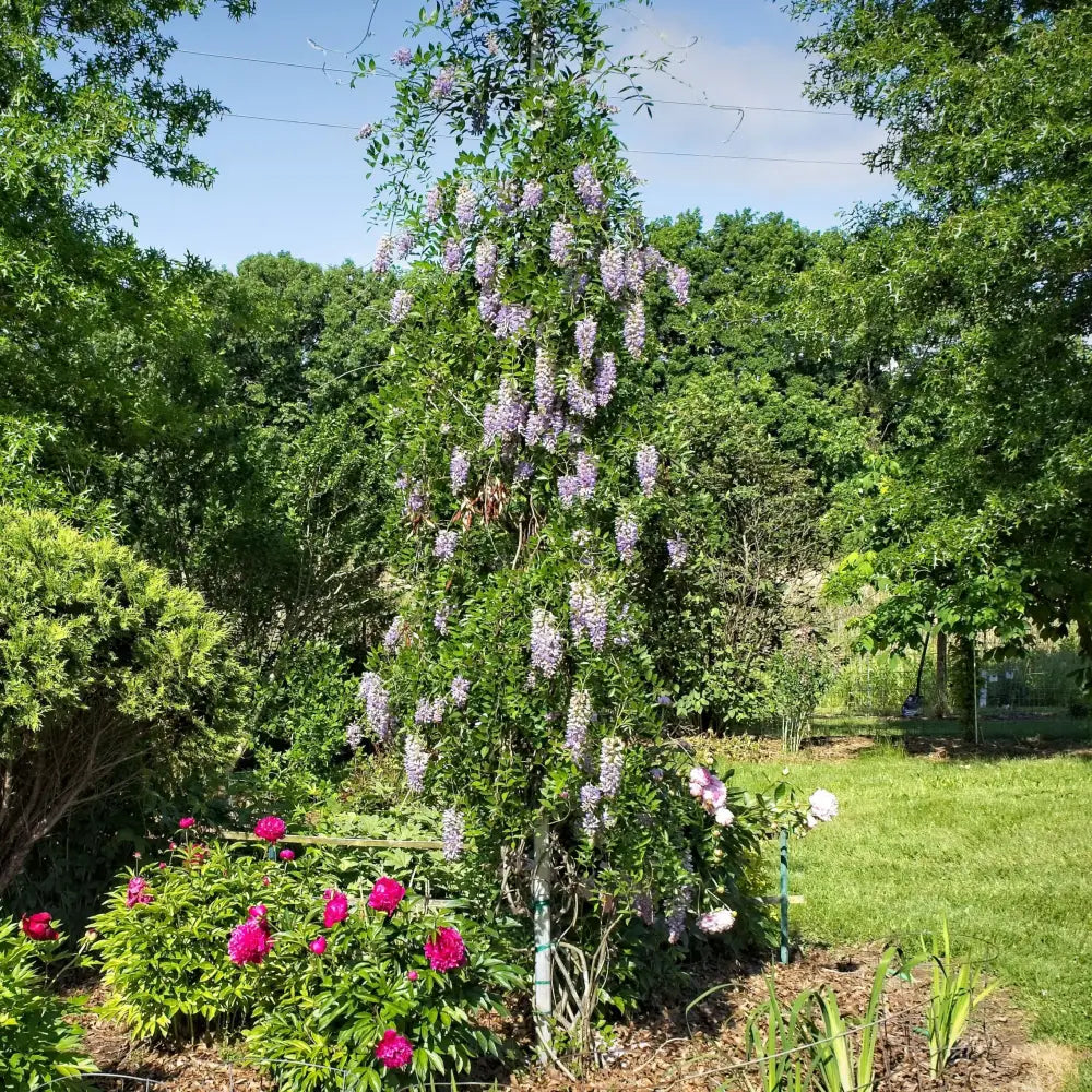 Blue Moon Wisteria 2 GALLON Vine