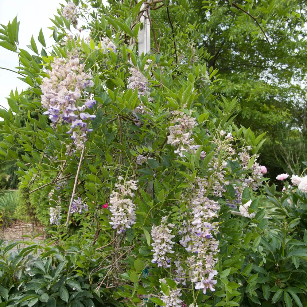 Blue Moon Wisteria 2 GALLON Vine