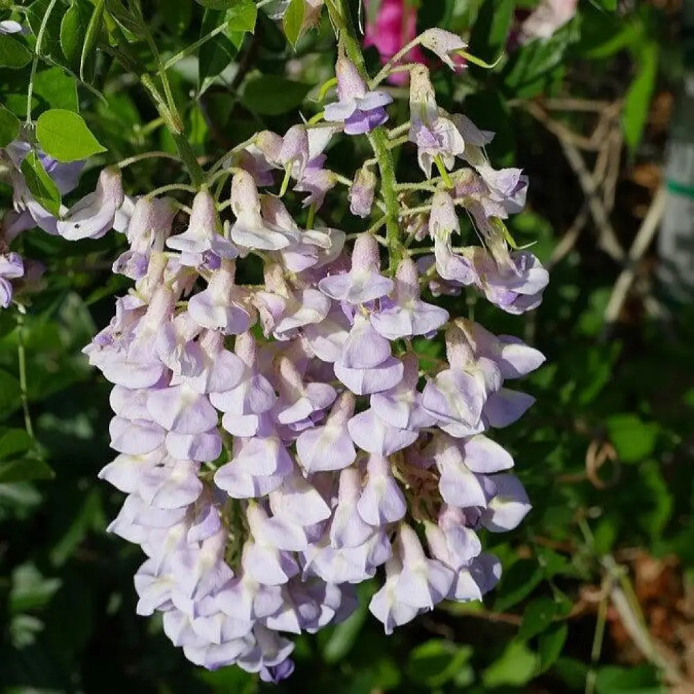 Blue Moon Wisteria 2 GALLON Vine