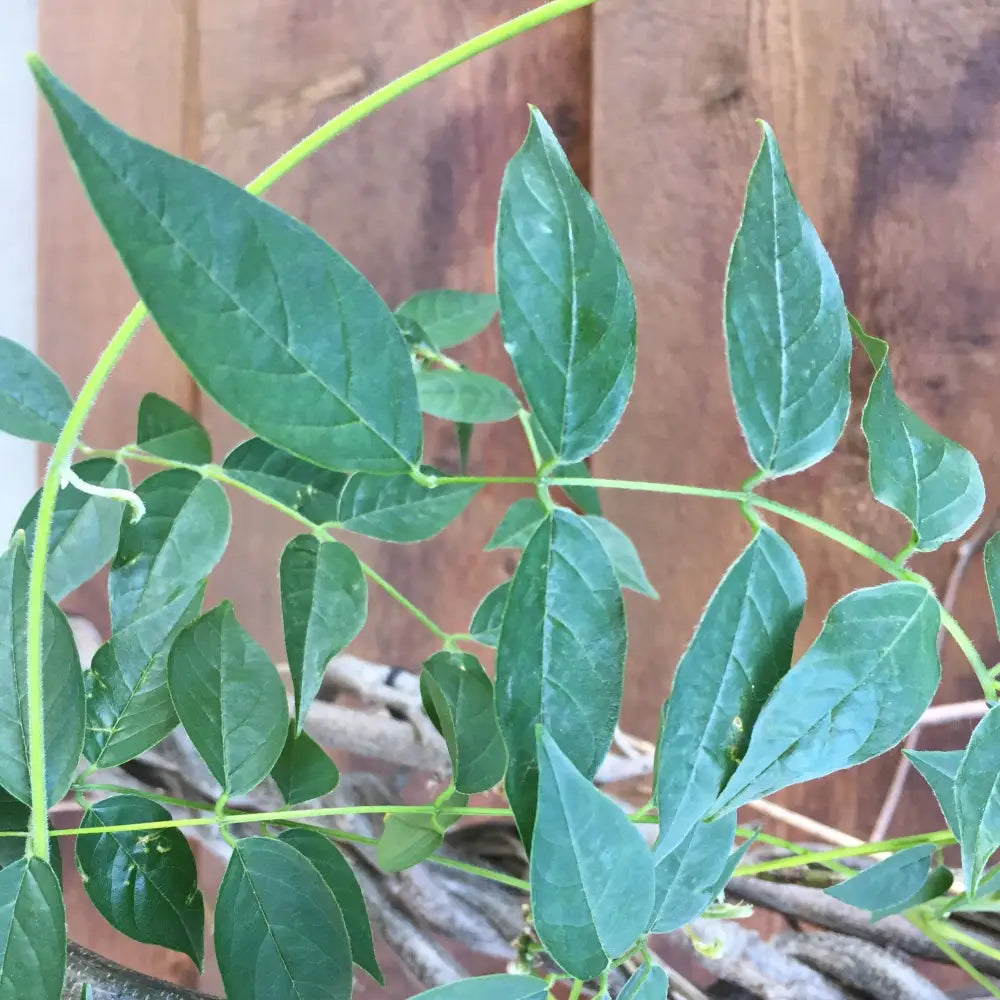 Blue Moon Wisteria 2 GALLON Vine