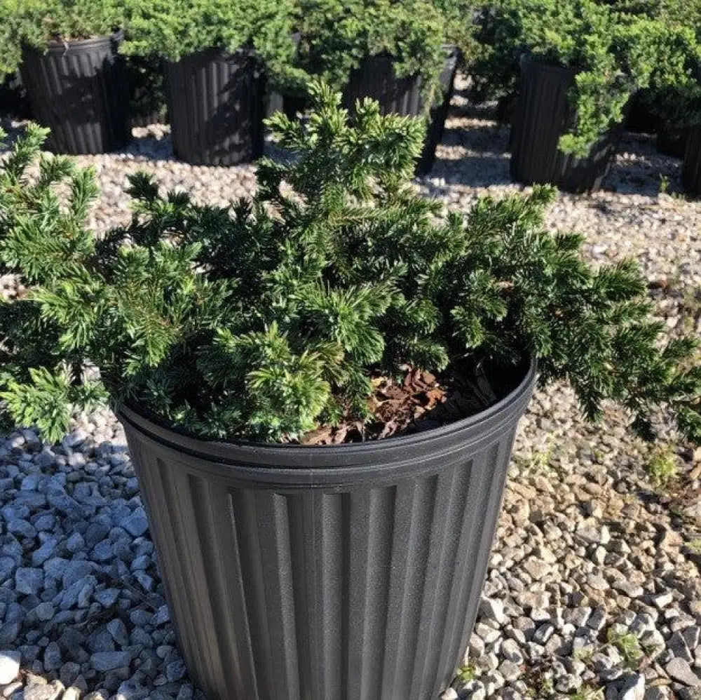 Blue Pacific Shore Juniper Shrub