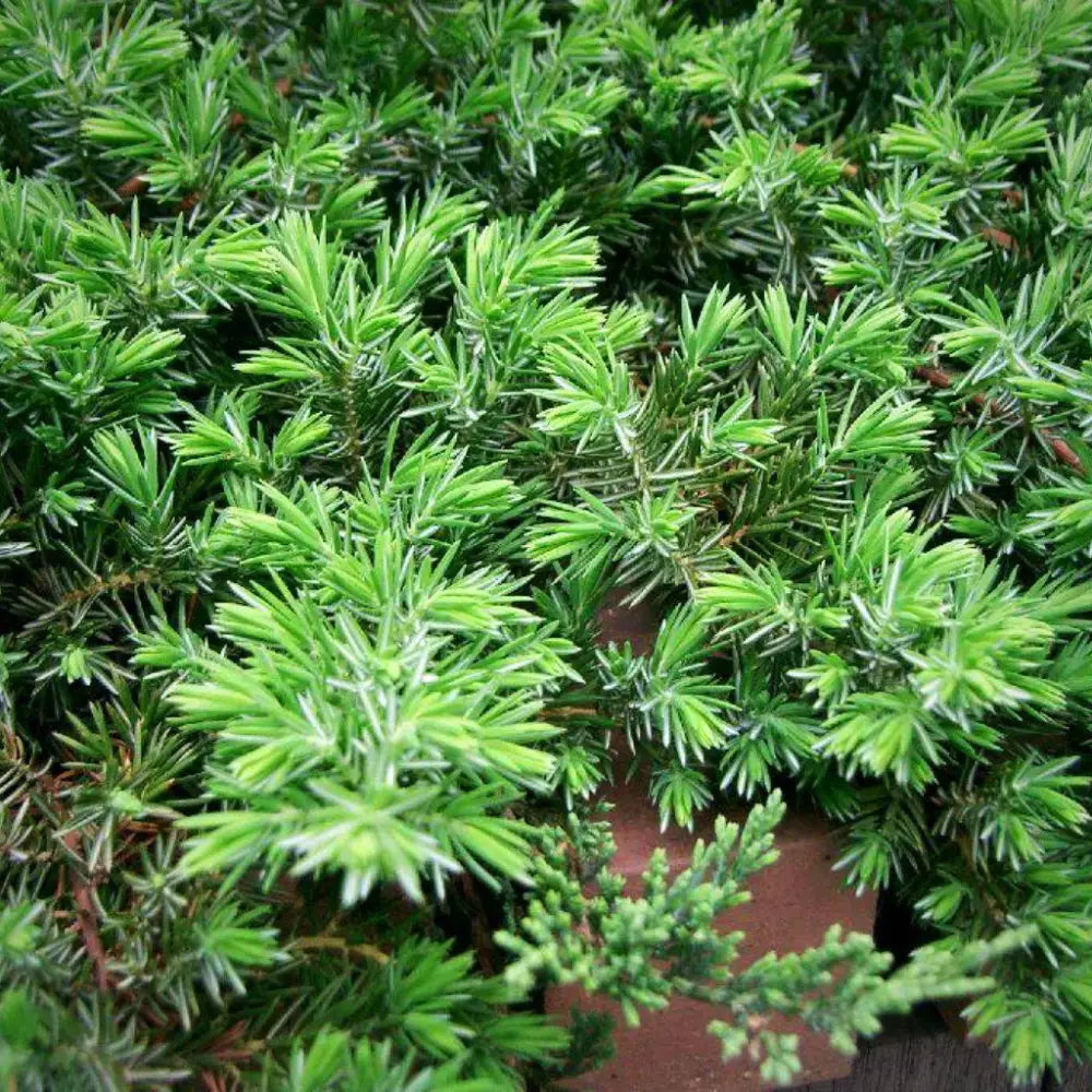 Blue Pacific Shore Juniper Shrub