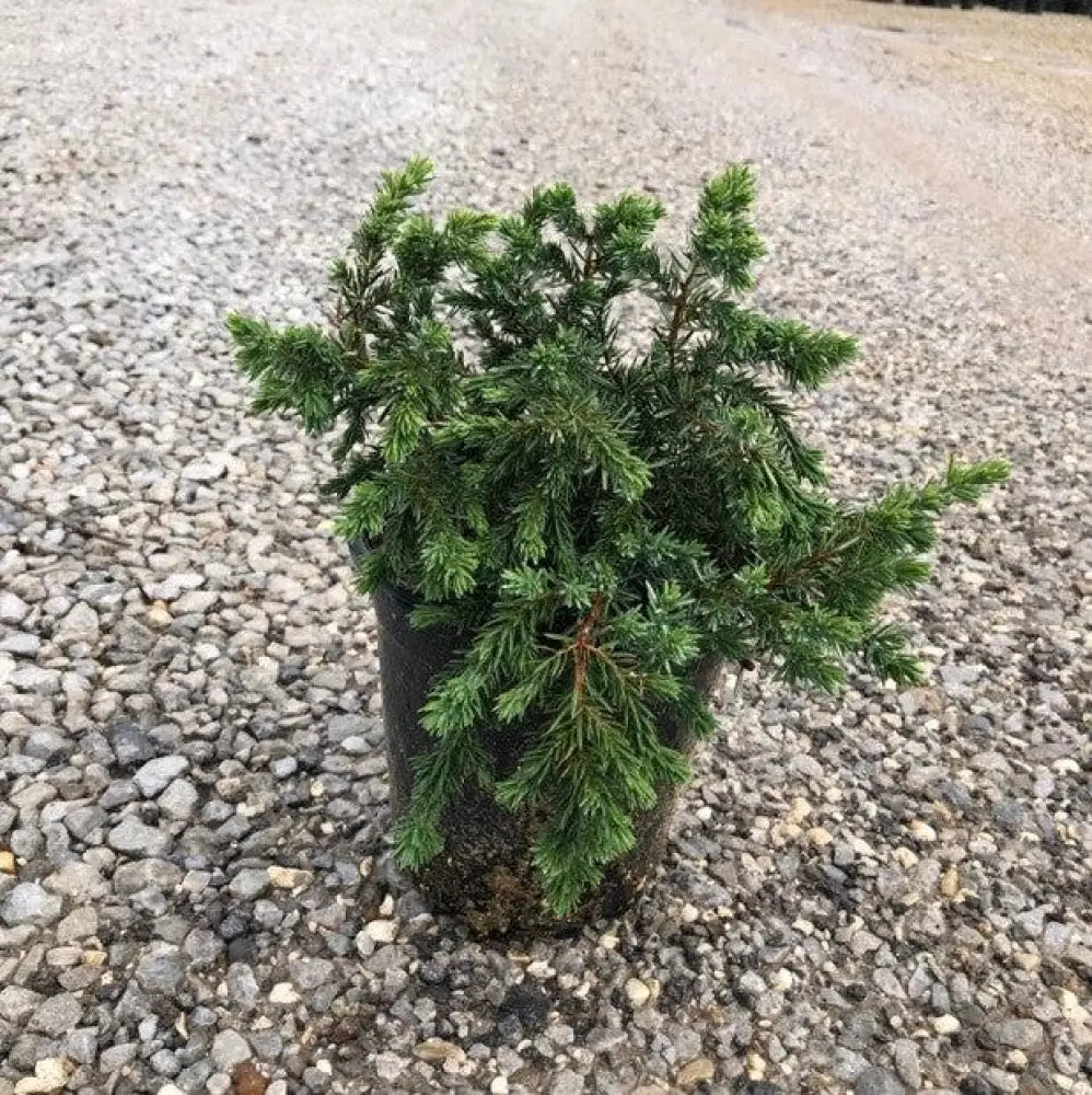 Blue Pacific Shore Juniper Shrub