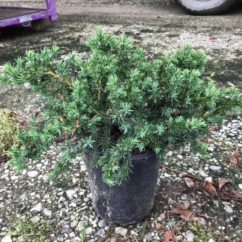 Blue Pacific Shore Juniper Shrub