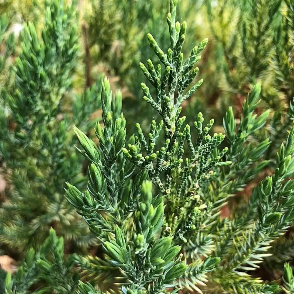 Blue Point Juniper 3 GALLON Shrub