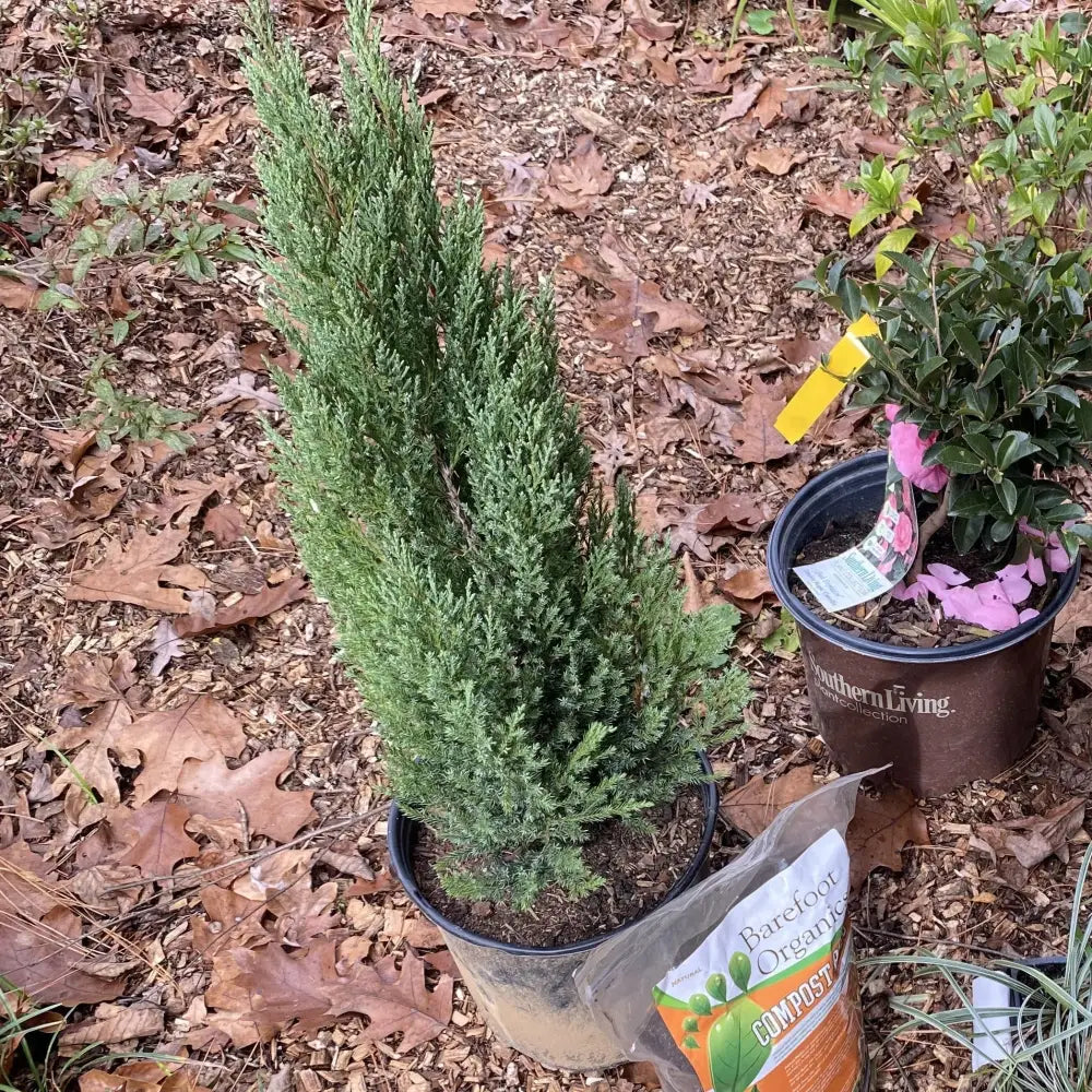 Blue Point Juniper 3 GALLON Shrub