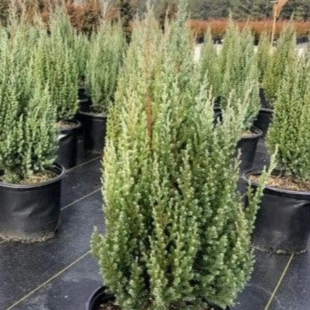 Blue Point Juniper 3 GALLON Shrub