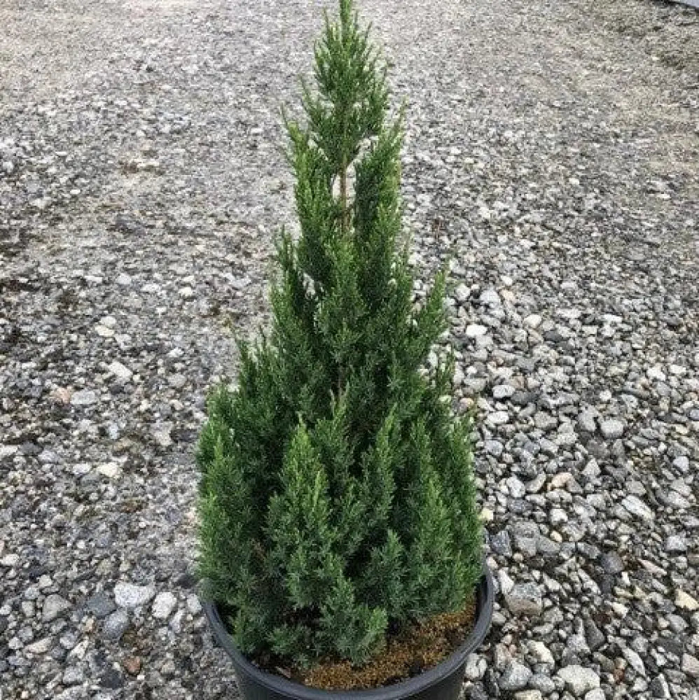 Blue Point Juniper 3 GALLON Shrub